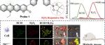 湖南师范大学尹鹏教授团队CBMI | 一种用于糖尿病模型中HClO、H₂O₂及其混合物实时差异成像的智能三信号荧光探针