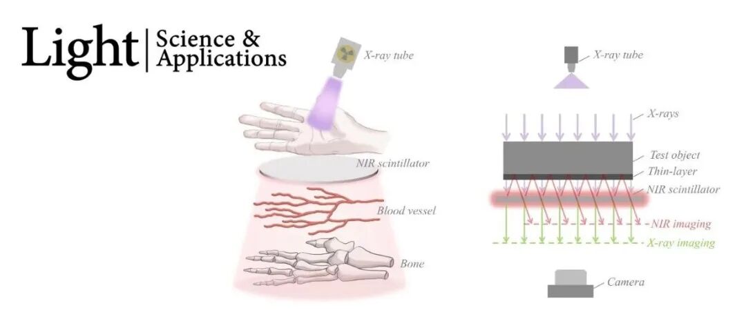 刘旭/杨旸等 Light | 单曝光条件下X射线-近红外的可解耦、双模态成像
