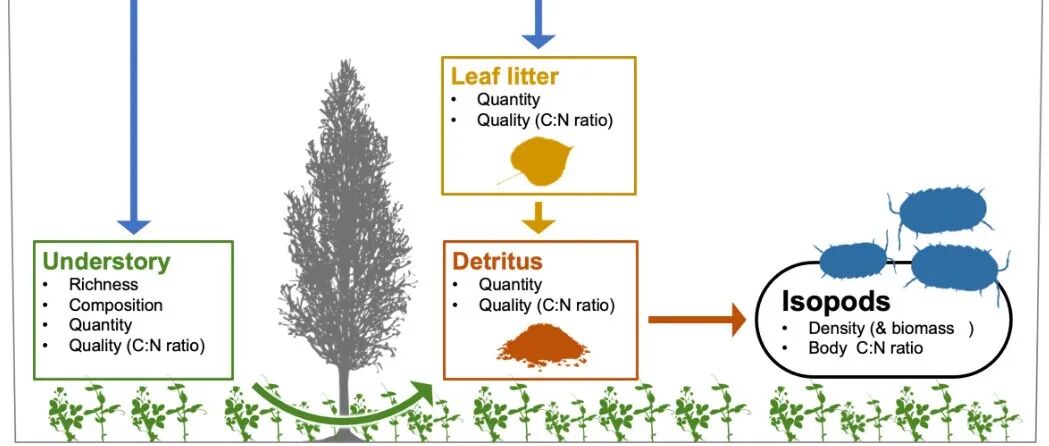 南京林业大学阮宏华教授团队《Functional Ecology》最新研究成果！氮沉降增加陆生等足目数量