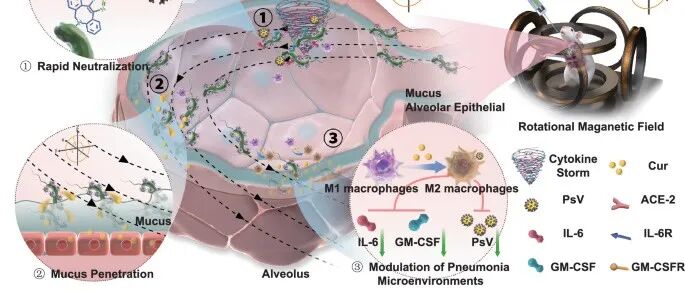文献分享 | Nat. Commun. | 用于肺炎主动治疗的仿生磁性细菌微型机器人