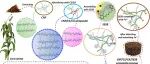 北华大学张明课题组Carbohyd. Polym.：比色荧光弹性纳米纤维素/壳聚糖复合材料对Fe3+离子的高灵敏高选择性可逆检测