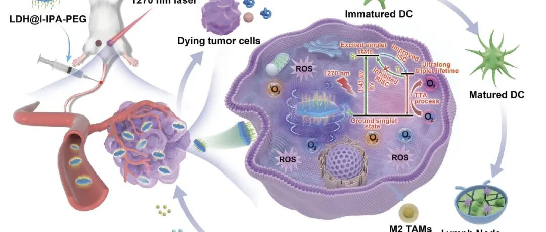Adv. Mater.：LDH 限域抑制 RISC 的策略用于提升近红外 II 光动力免疫治疗效果