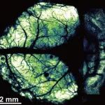 【先驱科研人】用纳米薄膜置换头盖骨实现脑活动的可视化，开发全球最广、最深、最精细的光学测量技术