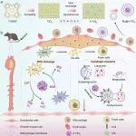 ACS Nano：仿生巨噬细胞可通过诱导巨噬细胞自噬抑制ApoE−/−小鼠的动脉粥样硬化