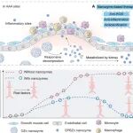 Science子刊 | 南京大学魏辉团队开发用于腹主动脉瘤治疗和疗效监测的超微治疗性纳米酶