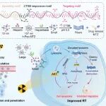 ACS Nano | 北京协和医学院刘伦涛等团队通过特异性破坏溶酶体稳态增强胶质母细胞瘤放射治疗效果