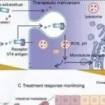 Adv  Sci | 复旦大学研究团队开发新的抗体-药物偶联物，用于转移性卵巢癌的治疗反应监测