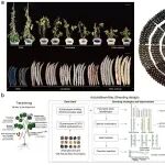 Adv Sci | 中国农科院作科所研究团队破译红小豆基因密码，构建“一站式”精准育种平台