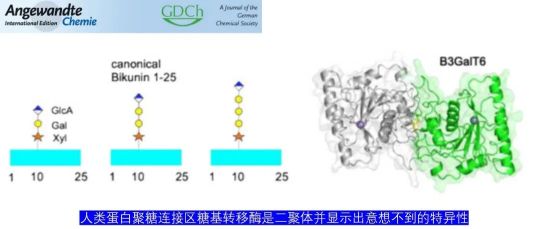 Angew | 人类蛋白聚糖连接区糖基转移酶是二聚体并显示出意想不到的特异性