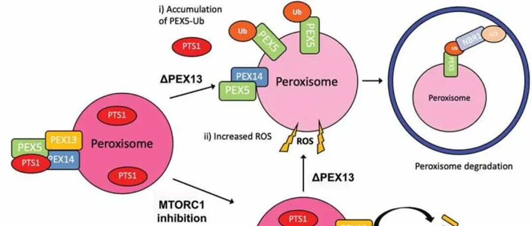 文献速递 | PEX13通过调节泛素化的PEX5和过氧化物酶体ROS来防止自噬