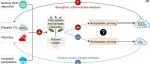 【New Phytologist】全球变化会影响根际激发效应吗？