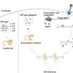 深圳大学王连荣/武汉大学陈实最新Cell子刊