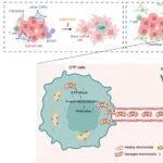 Cancer Res | 南京医科大学尹荣等团队揭示肺癌耐药新机制：一场癌细胞与基质细胞的‘线粒体交易’”