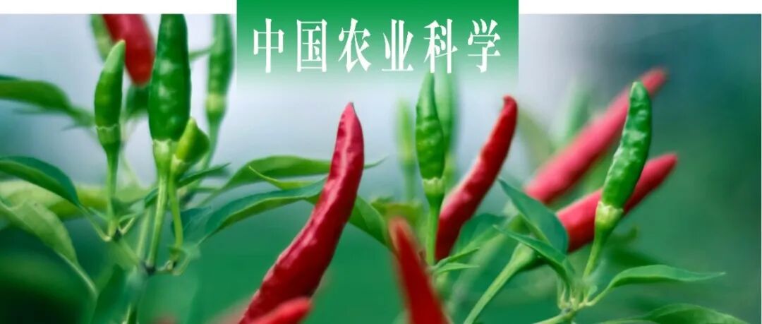 中国农业科学｜西北农林科技大学逯明辉教授课题组探析辣椒自噬相关蛋白CaATG8c互作蛋白CaIAA8的耐热功能