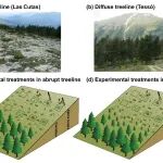 十年野外实验！青藏高原研究所梁尔源团队《Journal of Ecology》研究揭示高山树线受种子供给与更新限制共同调控