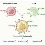 Cancer Res | 南方科技大学洪鑫等揭示肿瘤细胞与脂质相关巨噬细胞融合驱动乳腺癌转移进展