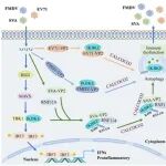 中国农业科学院郑海学/杨帆/朱紫祥最新Autophagy