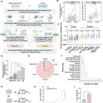 ACS Nano | 南京医科大学张正东揭示吸烟促进膀胱癌恶化的相关生物学机制