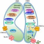 PNAS | 华中农业大学胡红红教授团队揭示ABA调控气孔运动的新机制