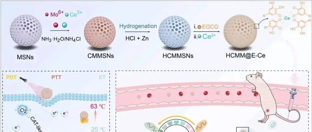 【科技前沿】Adv. Funct. Mater. | 配位多酚和氢化工程共同“武装”Ce-Mo双金属纳米酶用于催化抗癌研究