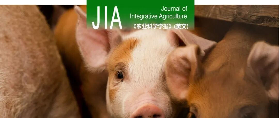 JIA优先上线 | 华中农业大学何启盖教授和李文涛教授团队鉴定出非洲猪瘟病毒p72蛋白的新型线性B细胞表位