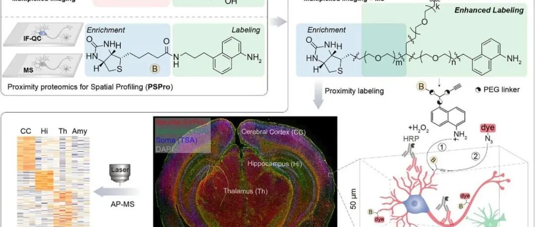 Angew. Chem. Int. Ed. | 通过单细胞类型临近生物素标记和信号扩增实现原位空间可视蛋白组学
