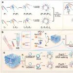 ACS Nano：利用乳源性细胞外囊泡口服递送PTP1B siRNA以缓解急性肾损伤