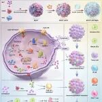 Angew：可生物降解的纳米调节剂可重编程胶质母细胞瘤免疫抑制以实现级联免疫激活