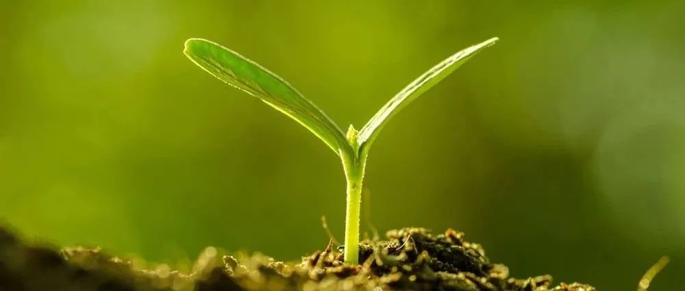 New Phytologist | 土壤有机质根际激发效应对多种全球变化因子的响应