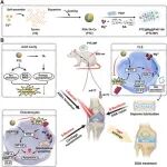 Adv Sci | 中国海洋大学赵峡/韩璐开发新型水凝胶用于糖尿病骨关节炎治疗