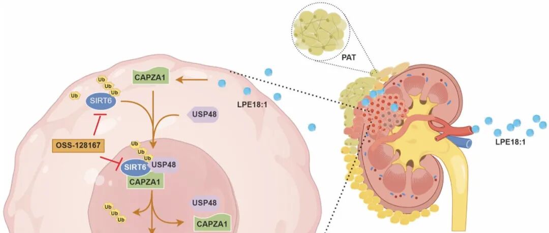 IF=53！河北医科大学杨展等团队取得新进展