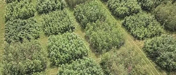 土壤多功能性评估丨SOIL BIOL BIOCHEM：树种丰富度对土壤多功能性的影响因目标树的距离而异