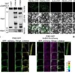 Mol Plant | 南京农业大学张群教授团队揭示SnRK2.5-PIN2模块调控根系适应的新机制