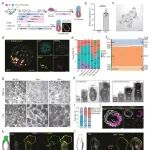 Cell Discovery | AI预测干细胞命运关键因子实现高潜能小鼠人工胚胎构建