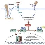 eLife | 深圳湾实验室孙坤课题组揭示白色念珠菌促进大肠癌进展的分子机理