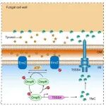 Nature子刊 | 窃听风云，沈锡辉等揭示肠道病原菌"窃听"真菌信号，启动T6SS抗真菌武器