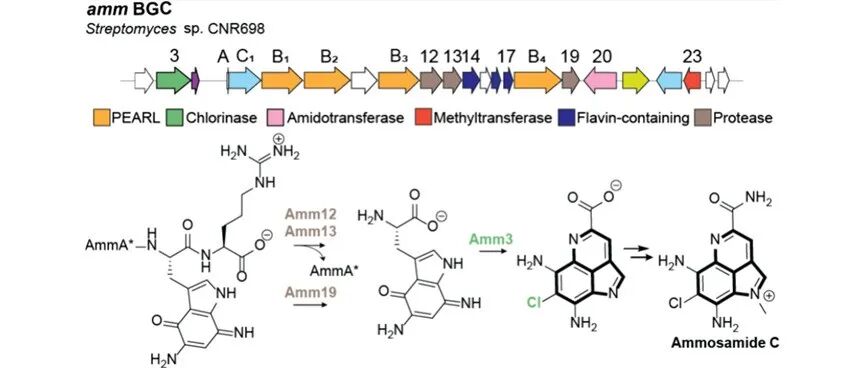 阅读 JACS | 海洋天然产物Ammosamide C的生物合成途径解析