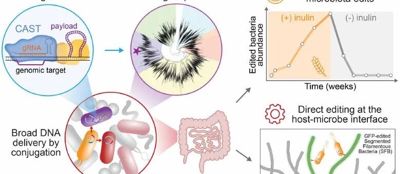 文献速递 | 利用CRISPR相关转座酶对体内共生菌进行宏基因组编辑