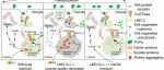 Sci Adv | 山东大学张哲教授团队揭示LMD-3蛋白调控溶酶体功能和蛋白稳态维持生殖能力