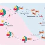 PLoS Pathogens | 武汉大学蓝柯课题组揭示宿主调控KSHV裂解复制开关分子RTA的新机制