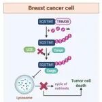 Adv Sci | 山东大学杨其峰团队发现TRIM38通过调节SQSTM1泛素化和自噬流来抑制乳腺癌进展