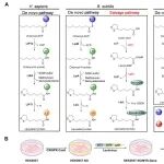 西湖大学曾安平团队最新Science子刊