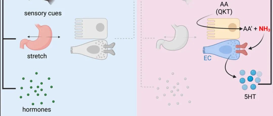 救命！大病初愈时喝不下猪脚汤真不是矫情！Cell给出答案→