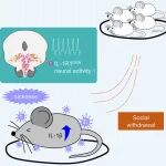 Cell | 生病就“社恐”？杨柳等揭秘大脑中的“孤独开关”