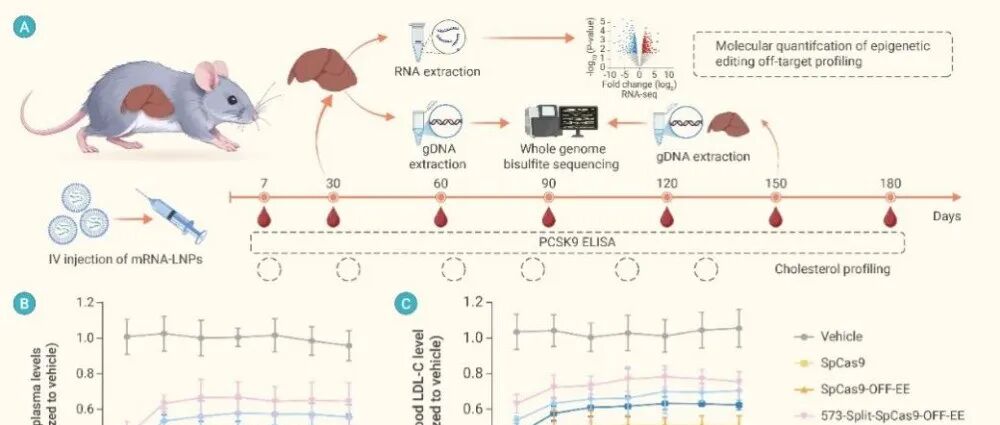 朱健康院士/刘朋朋教授团队最新突破，AI+表观遗传调控+LNP递送三强联手，实现PCSK9基因沉默“半年以上超长待机”