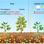 贵州大学李学先、中科院地化所李玲ET&I：改良剂与植物协同修复锑砷复合污染土壤
