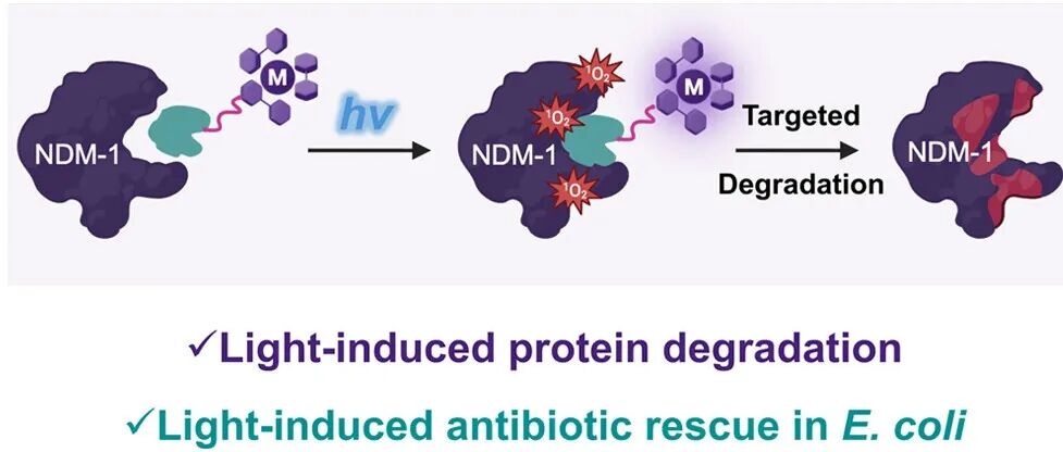 文献分享| JACS：光激活金属依赖蛋白降解：靶向新德里金属-β-内酰胺酶1的双功能Ru(II)光敏剂