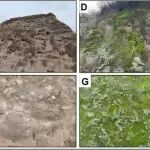 Current Biology | 水保全重室肖波研究员团队揭示生物结皮对夯土长城遗址土壤微生物群落的影响及其机制