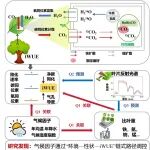 植物所植被结构与功能研究团队揭示跨森林生态系统叶片元素组与水分利用效率关联机制