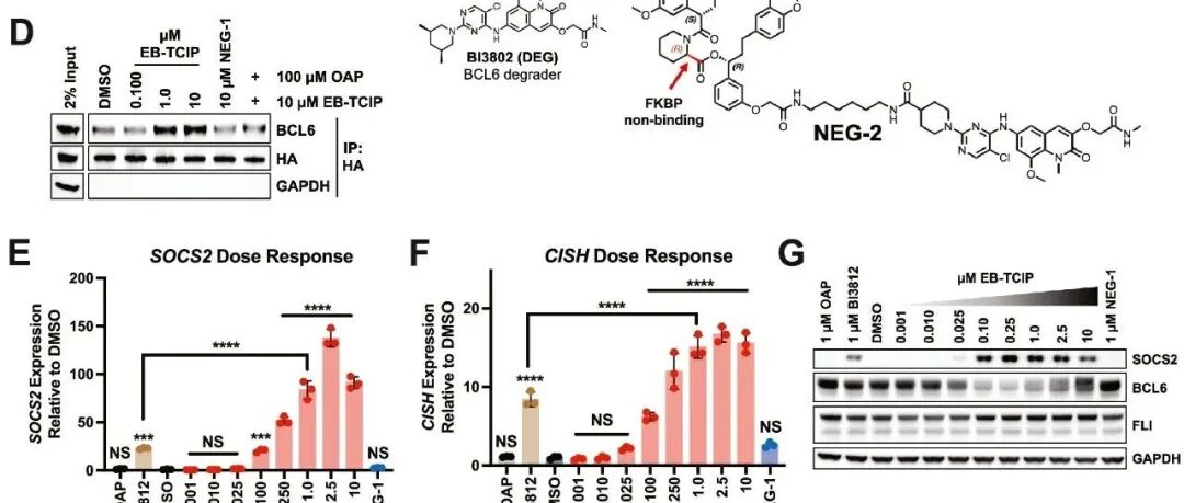 J. Am. Chem. Soc. | 利用双价小分子介导尤文肉瘤中的融合癌蛋白EWSR1::FLI1的重定位